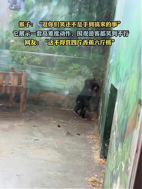 新门内部资料内部网站和车钥匙逗猴被猴抢走与猴子车钥匙