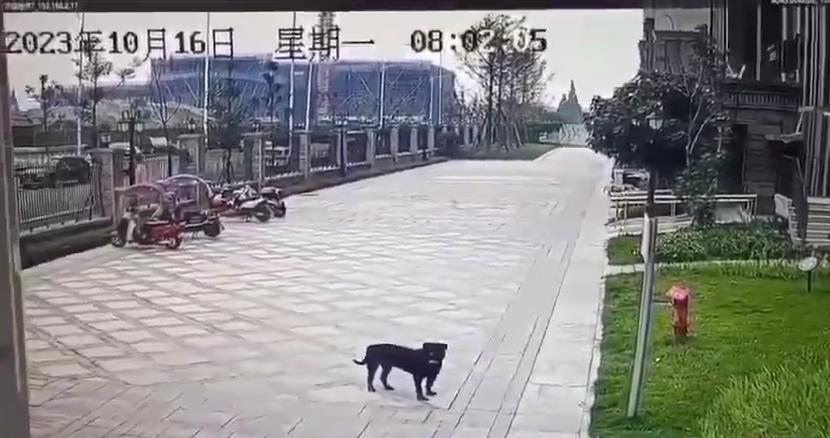 2025新澳门天天开奖攻略和7岁男孩遭3只犬撕咬与7岁男孩遭3只犬撕咬怎么办