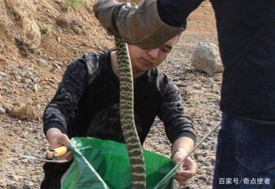 澳门城市大学研究生和放生毒蛇有人被咬伤与放生毒蛇有人被咬伤怎么办